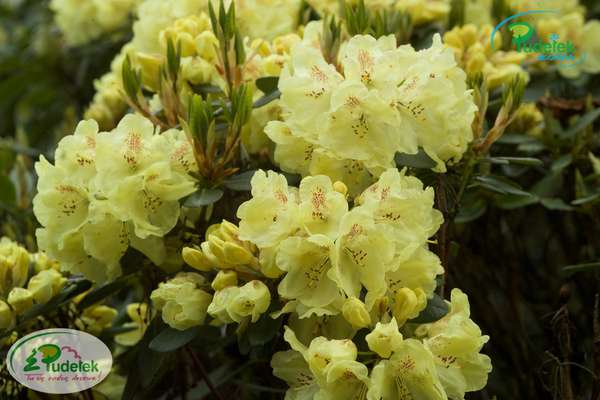 Rhododendron Goldkrone